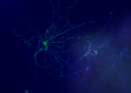 neural network image